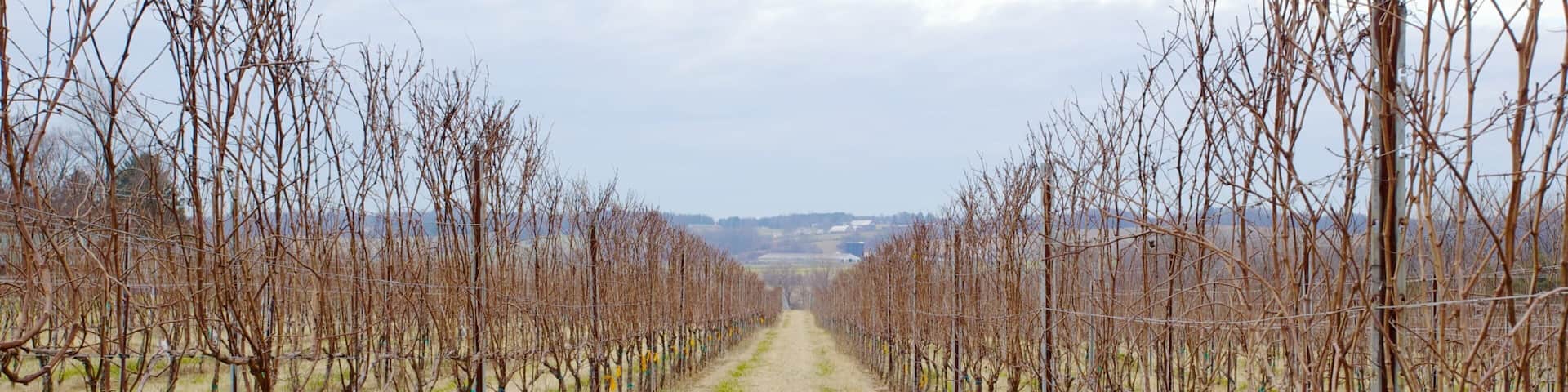 Vineyard rows at Boordy Vineyards in Hydes, Maryland during winter showcasing dormant grapevines and tranquility