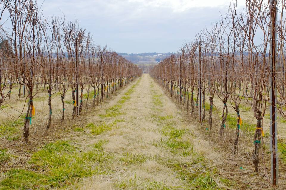 A vineyard with rows of grapevines and a dirt path.