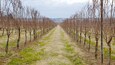 Vineyard rows at Boordy Vineyards in Hydes, Maryland during winter showcasing dormant grapevines and tranquility
