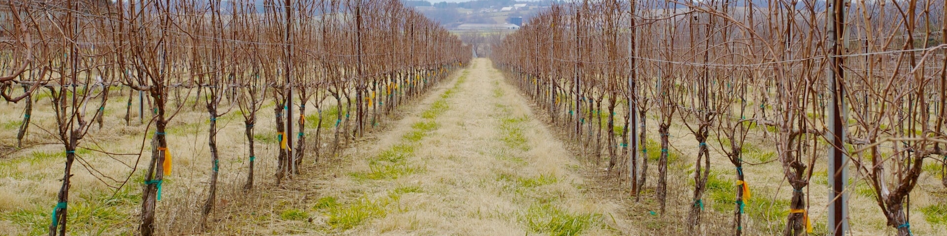 Vineyard rows at Boordy Vineyards in Hydes, Maryland during winter showcasing dormant grapevines and tranquility