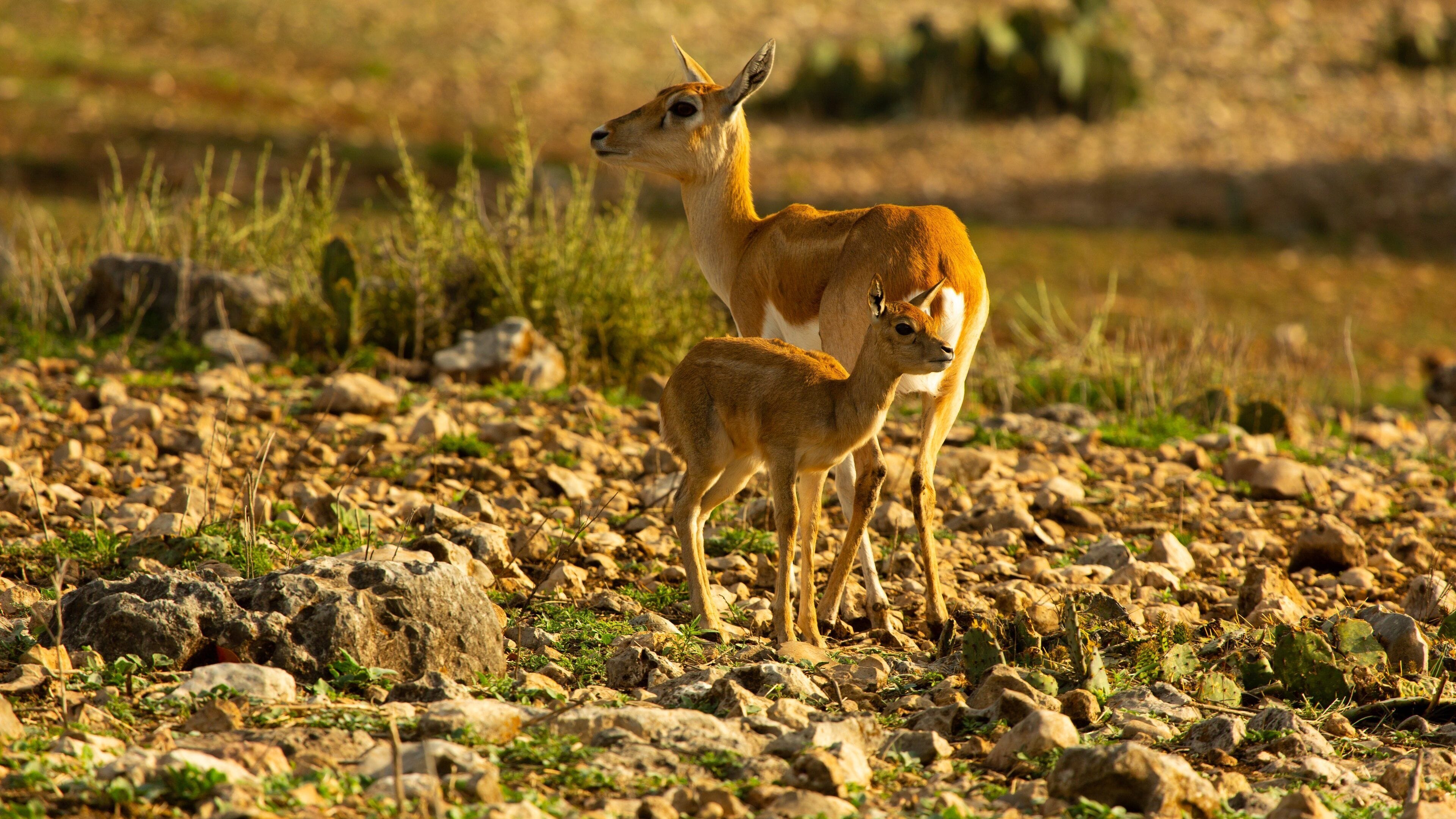 Natural Bridge Wildlife Ranch showing land animals and cuddly or friendly animals