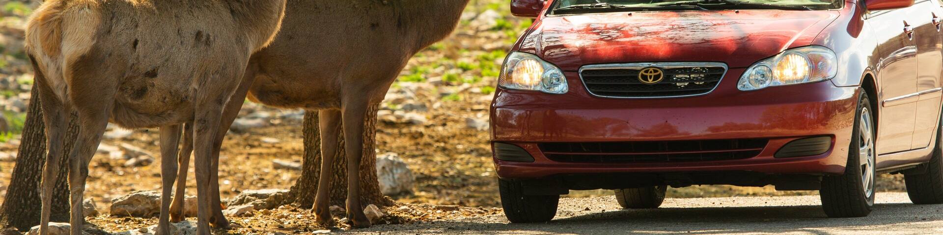 A red car driving on a road with two deer standing near trees.