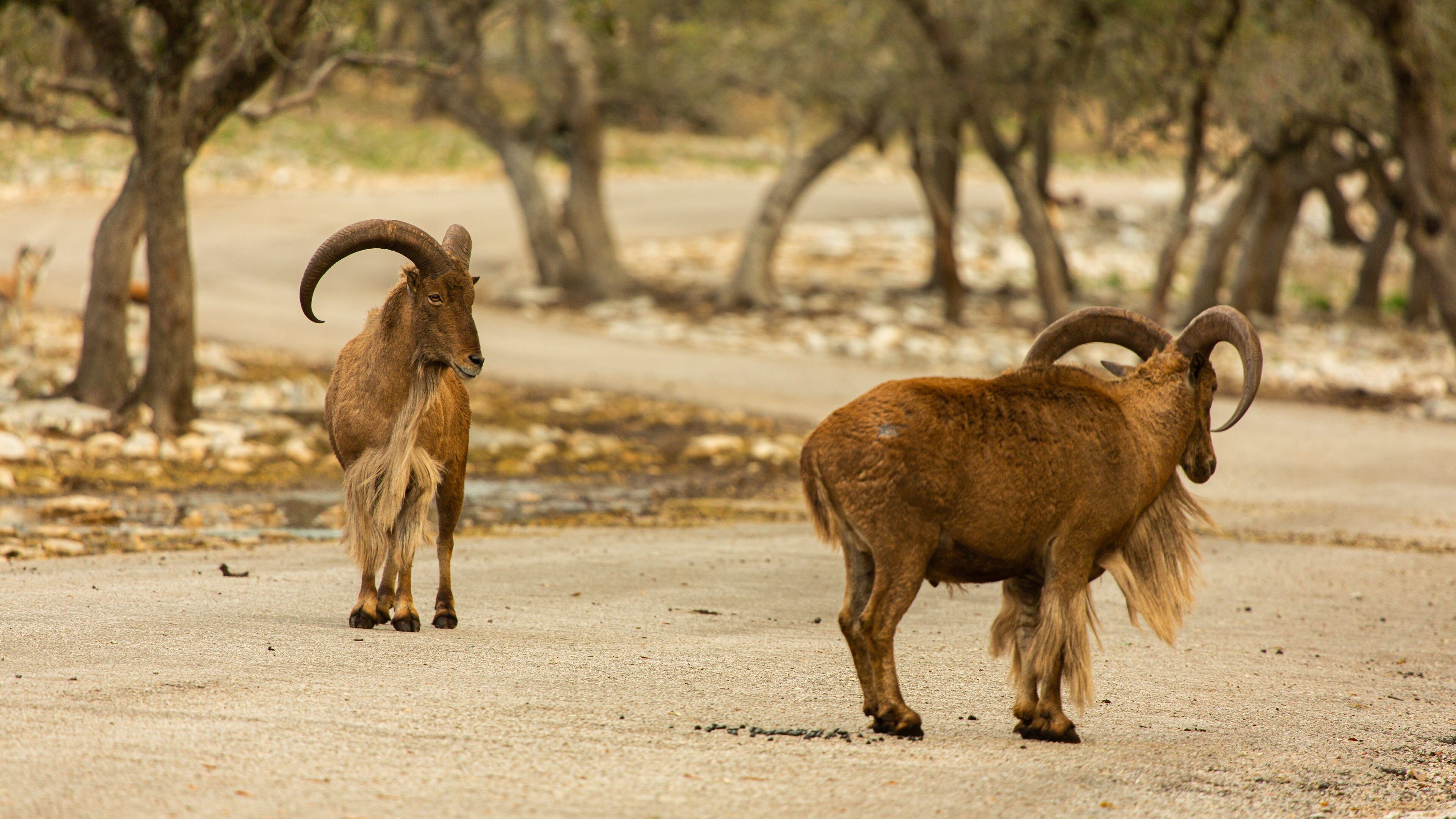 Natural Bridge Wildlife Ranch showing land animals
