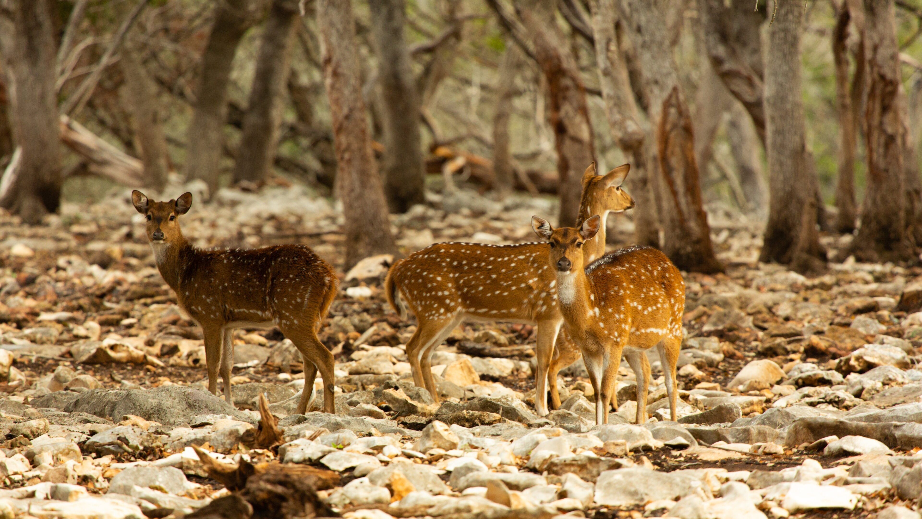 Natural Bridge Wildlife Ranch showing land animals