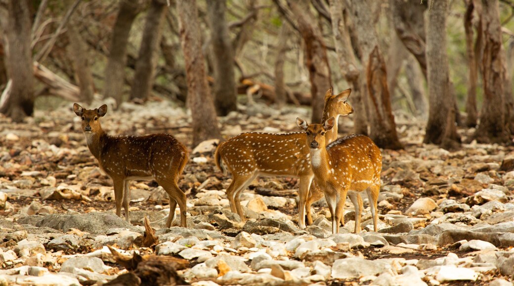 Natural Bridge Wildlife Ranch showing land animals