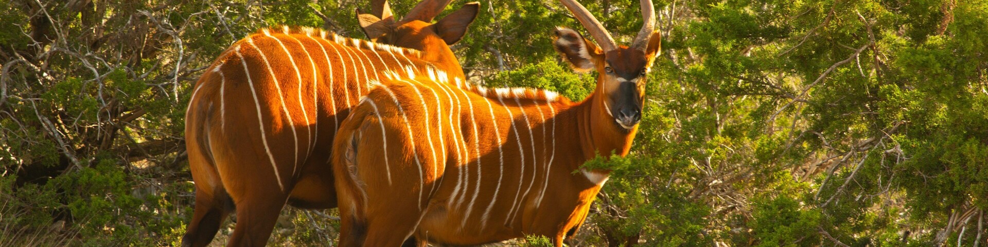 Natural Bridge Wildlife Ranch showing land animals