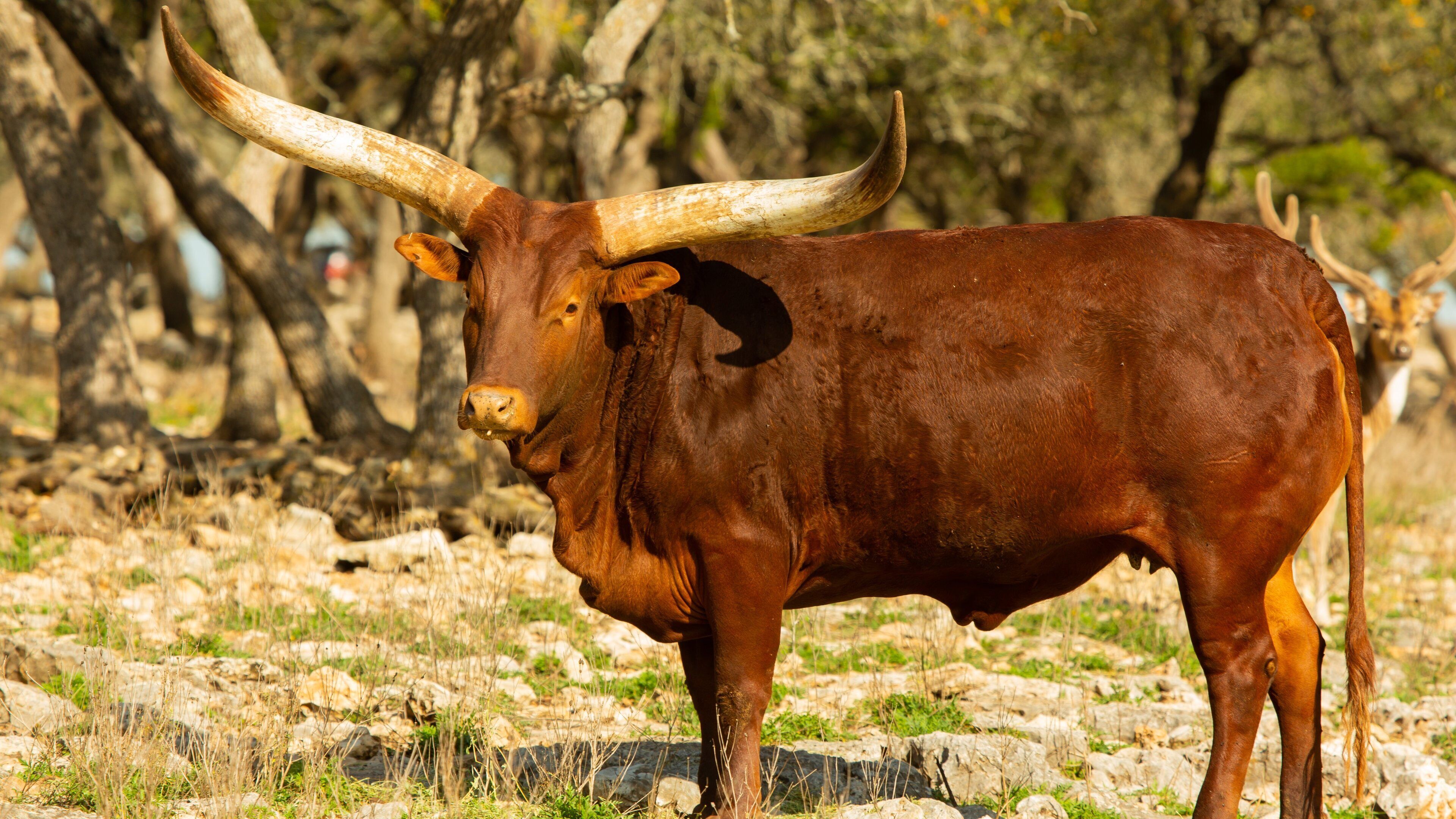 Natural Bridge Wildlife Ranch featuring land animals