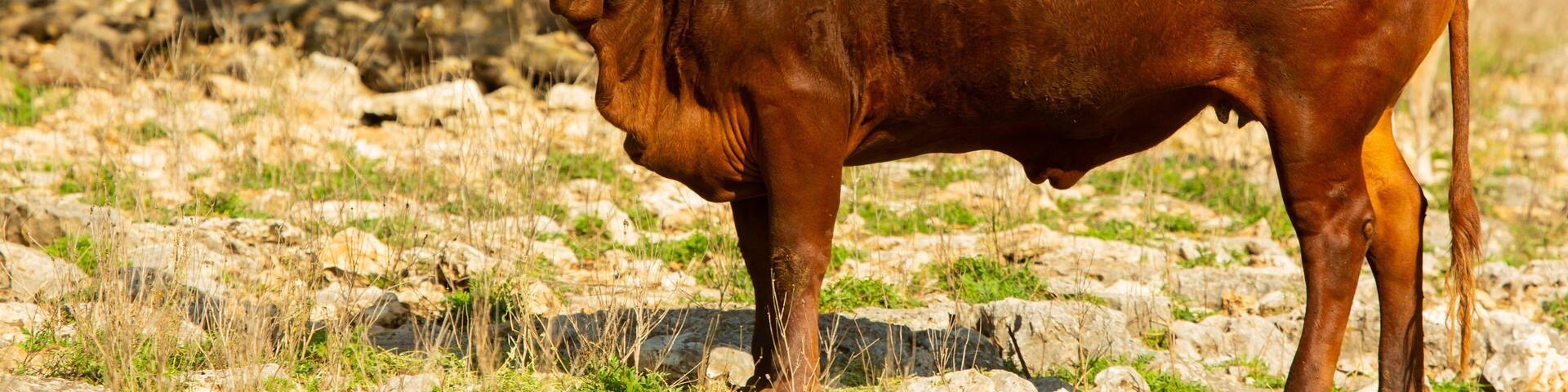 Natural Bridge Wildlife Ranch featuring land animals