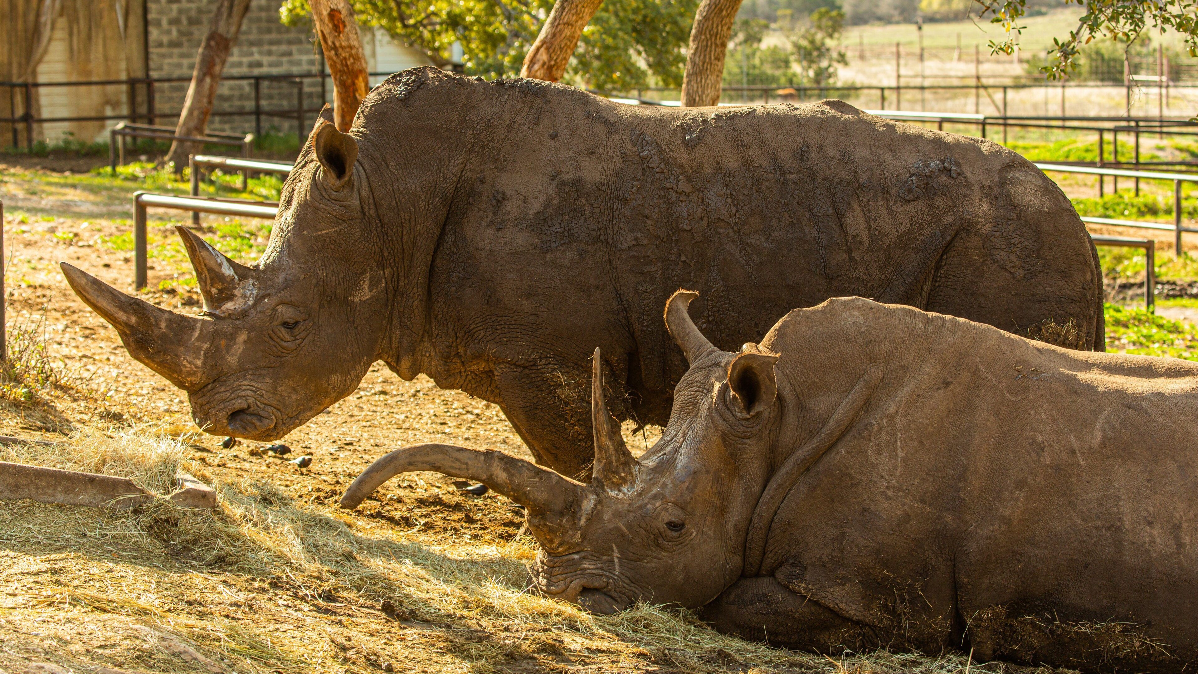 Natural Bridge Wildlife Ranch which includes zoo animals and land animals