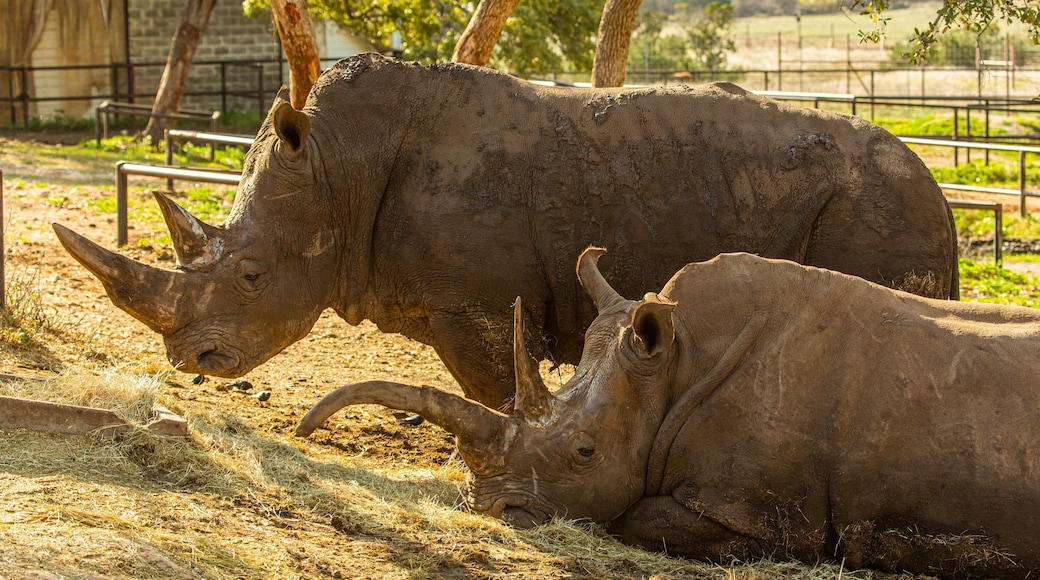Natural Bridge Wildlife Ranch which includes zoo animals and land animals