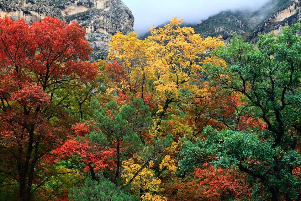 A forest with autumn foliage in red, yellow, and green.