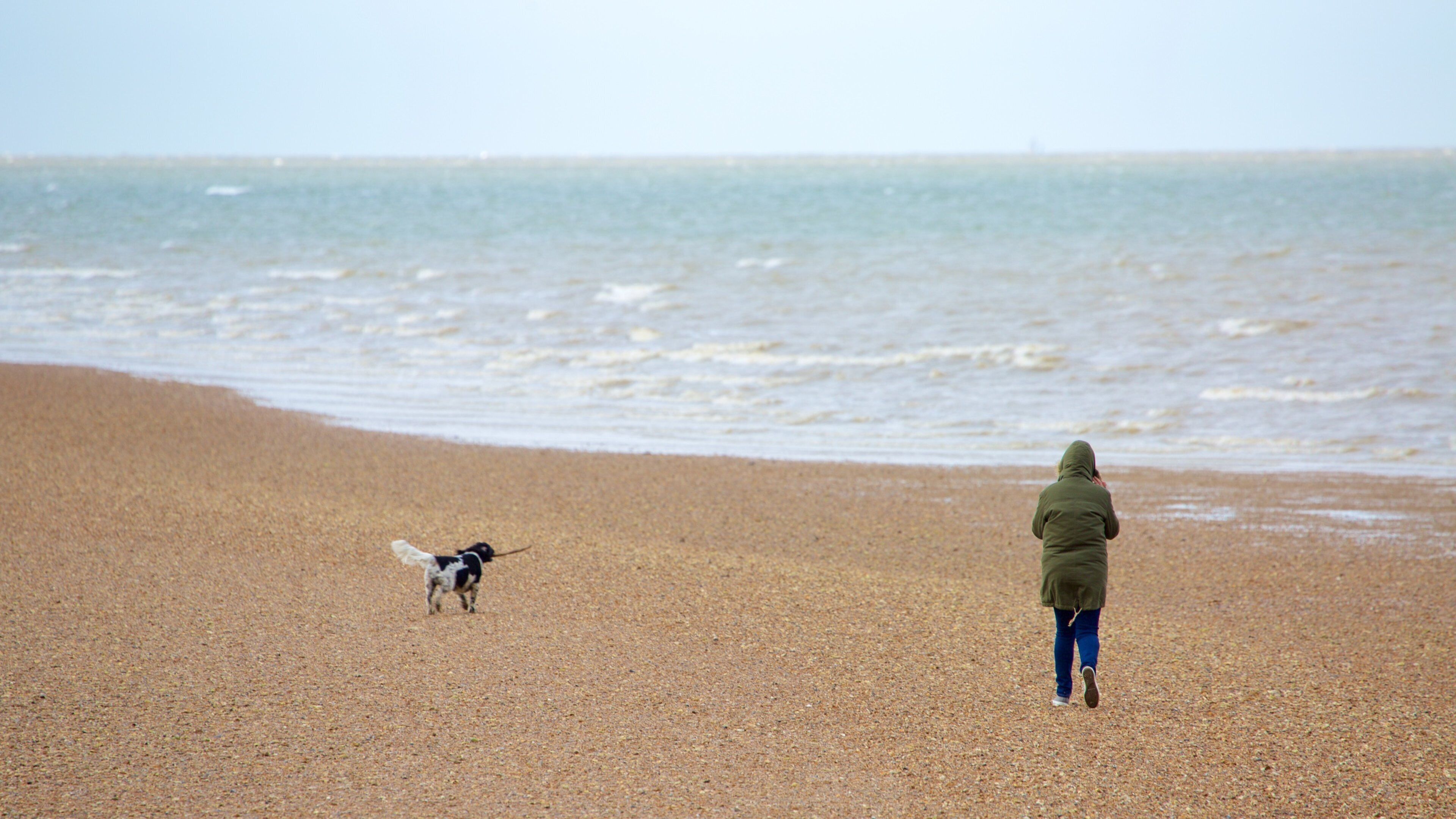 Whitstable Beach som inkluderer koselige dyr og strand med småstein i tillegg til en kvinne