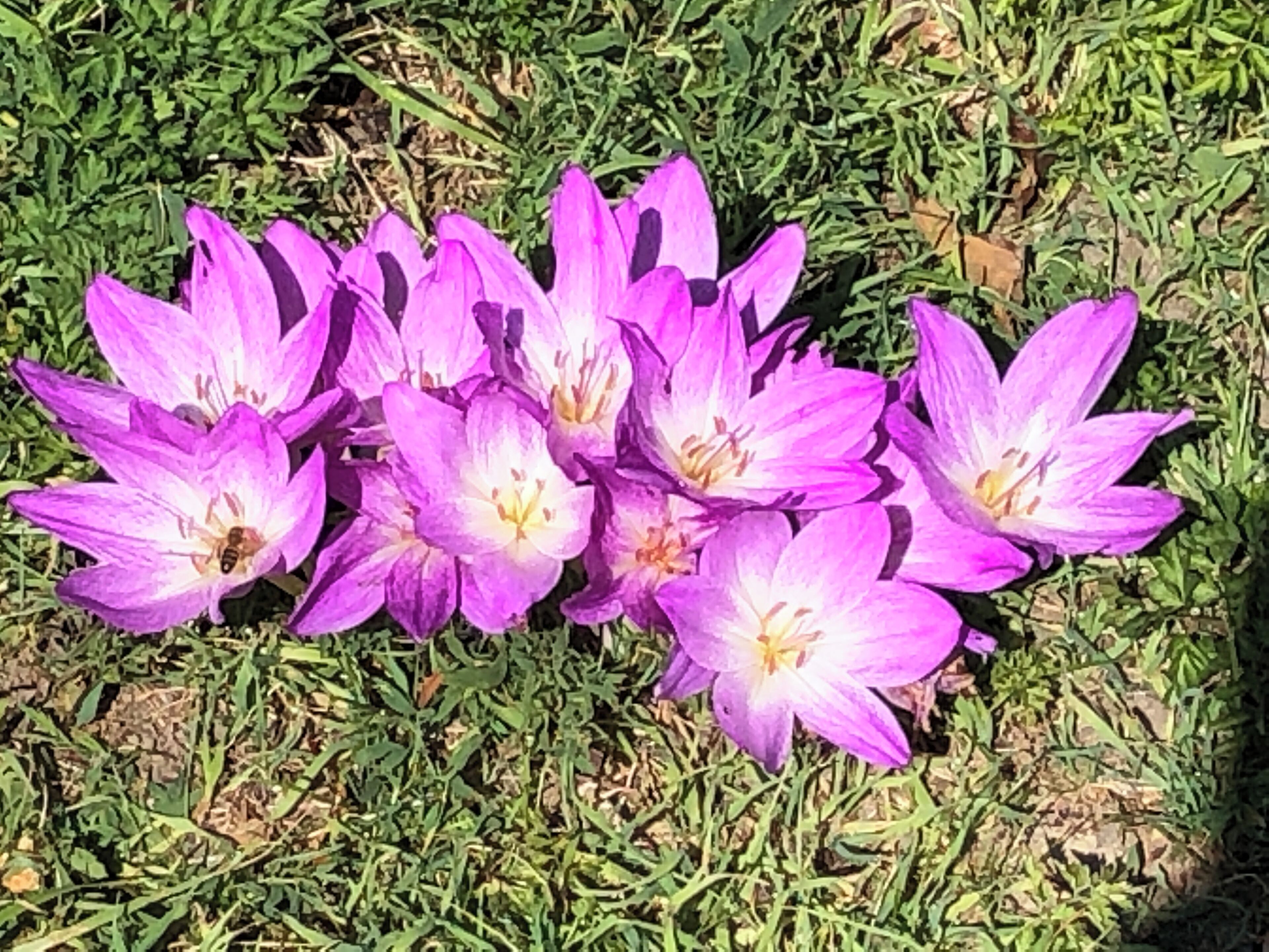 Flowers growing under the trees in the apple orchard
