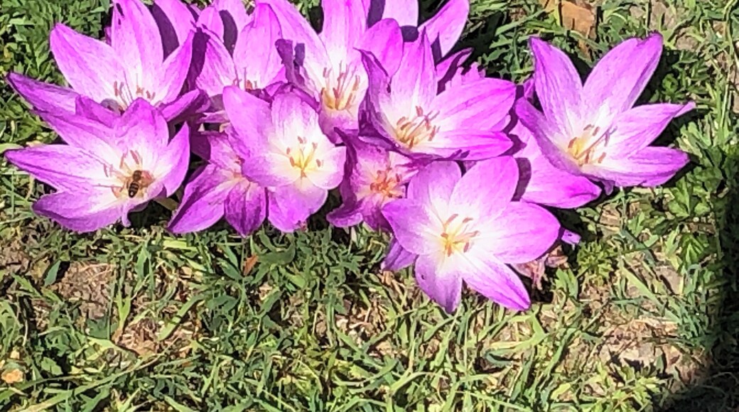 Flowers growing under the trees in the apple orchard