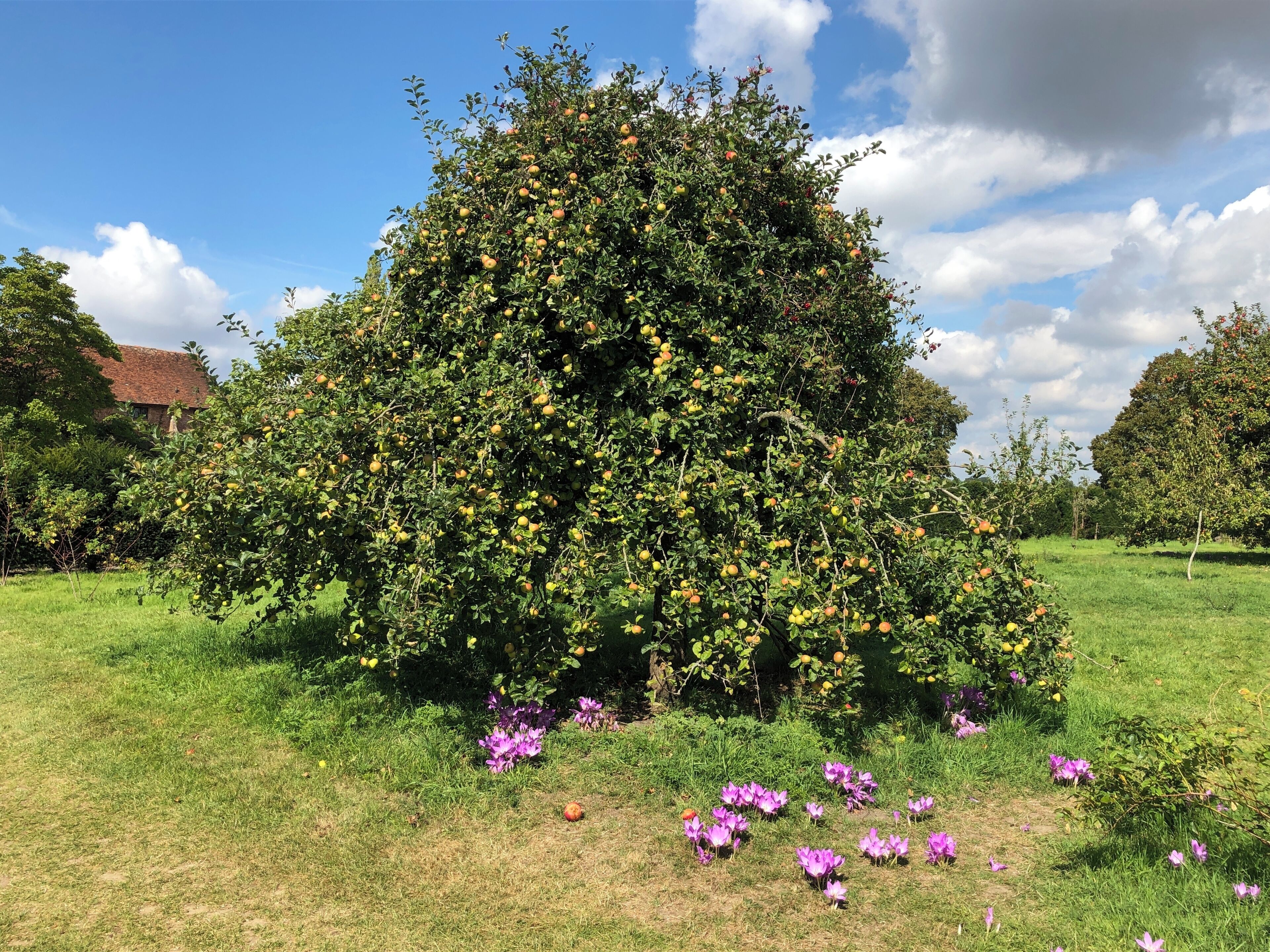 Tree heavy with apples ready to be picked.