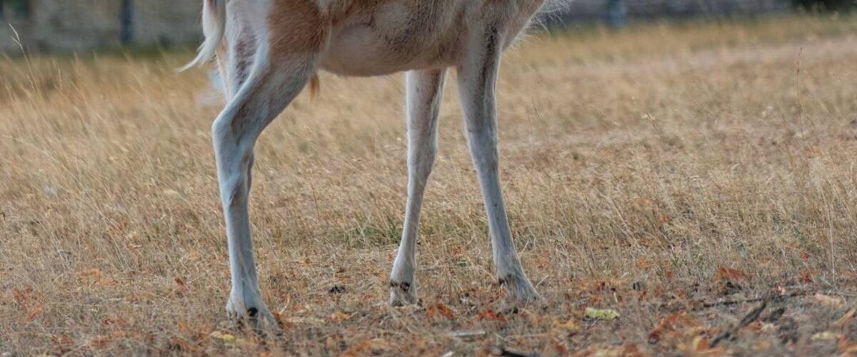 Visited Knole House National Trust today.
Pleased with this shot of their fallow deer.
Fuji X-T2, Fujinon XF 55-200 @ 141mm, ISO 400, f4.4, 1/900s