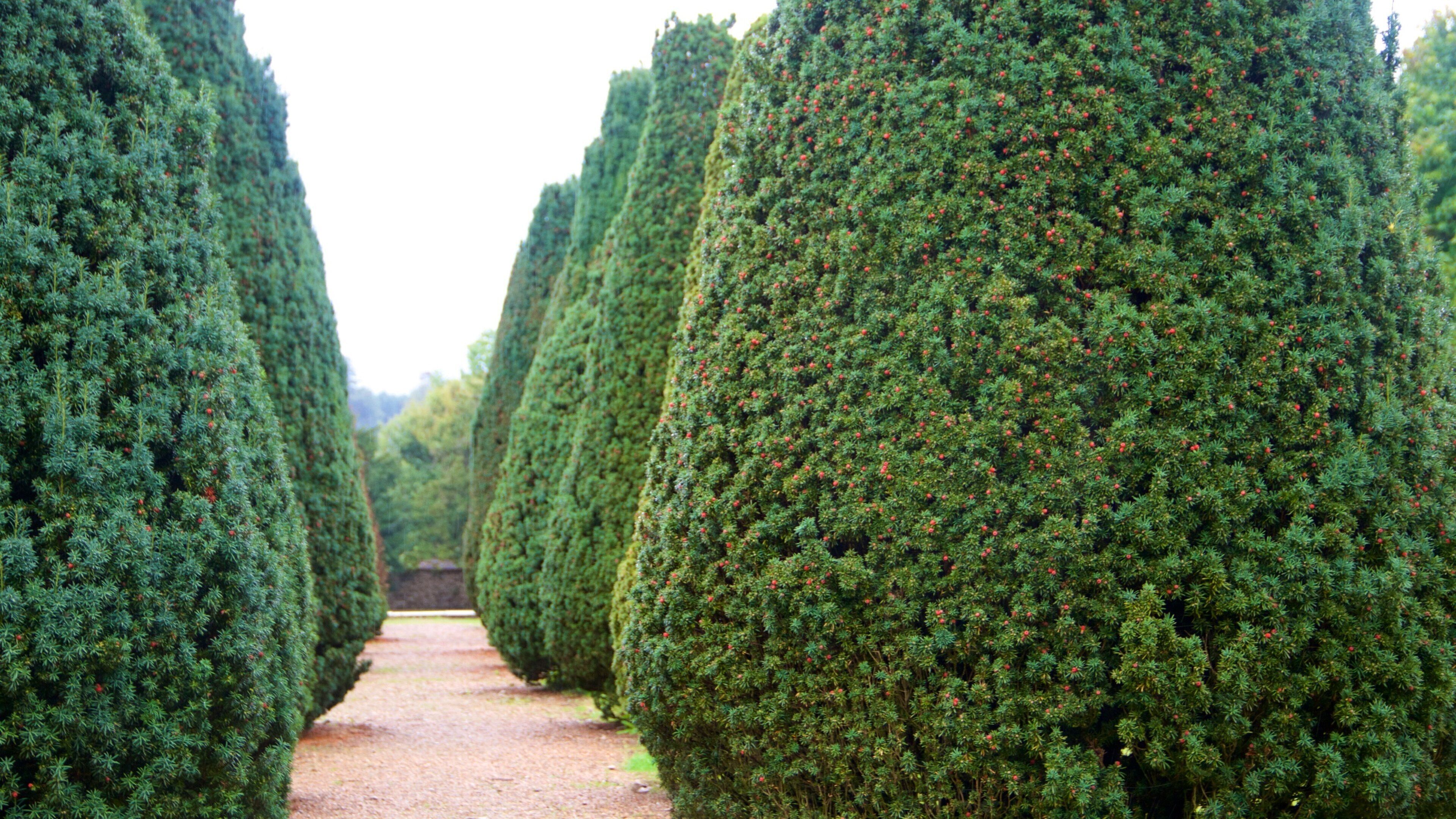 Knole che include parco