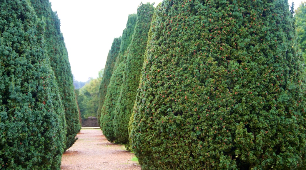 Knole showing a park