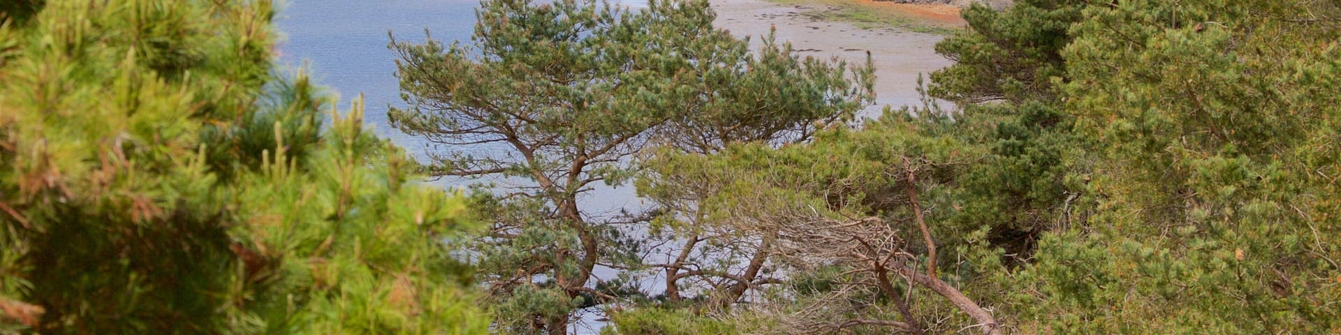 A coastal landscape with a sandy beach, dense pine trees, and a calm lake.