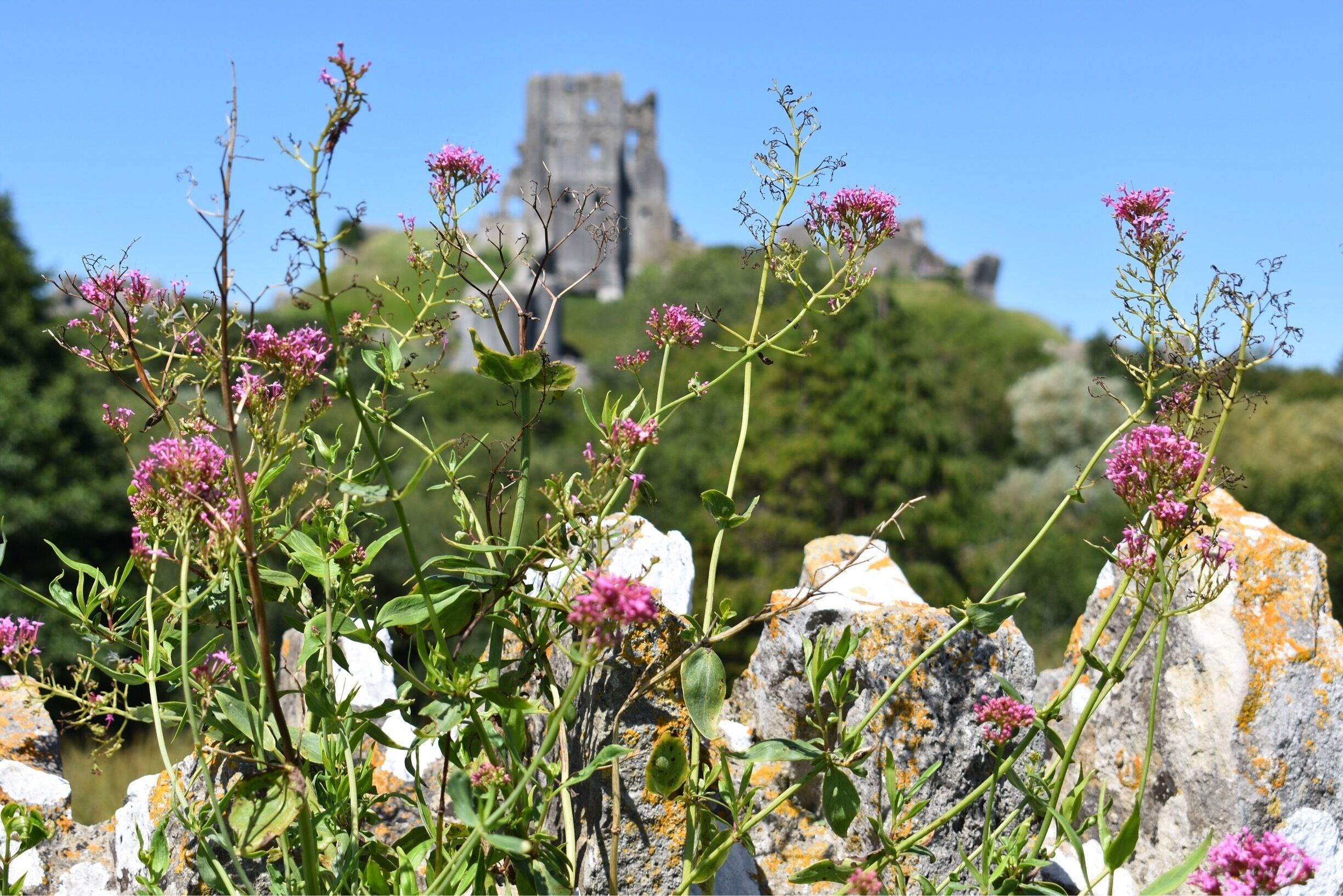 Corfe Castle is just such a magical atmospheric place, no matter where you take a photo in the surroundings.