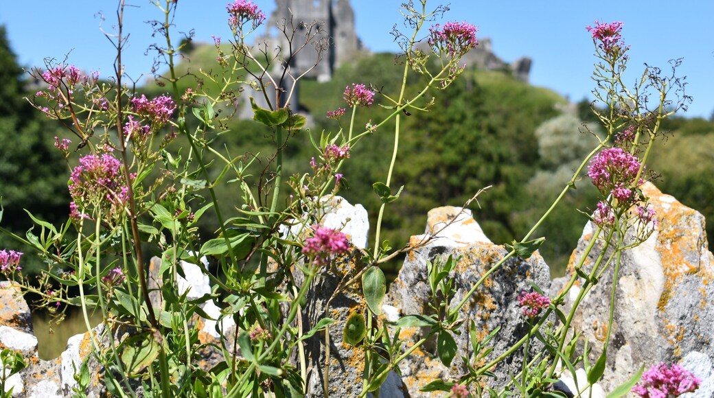 Corfe Castle is just such a magical atmospheric place, no matter where you take a photo in the surroundings.