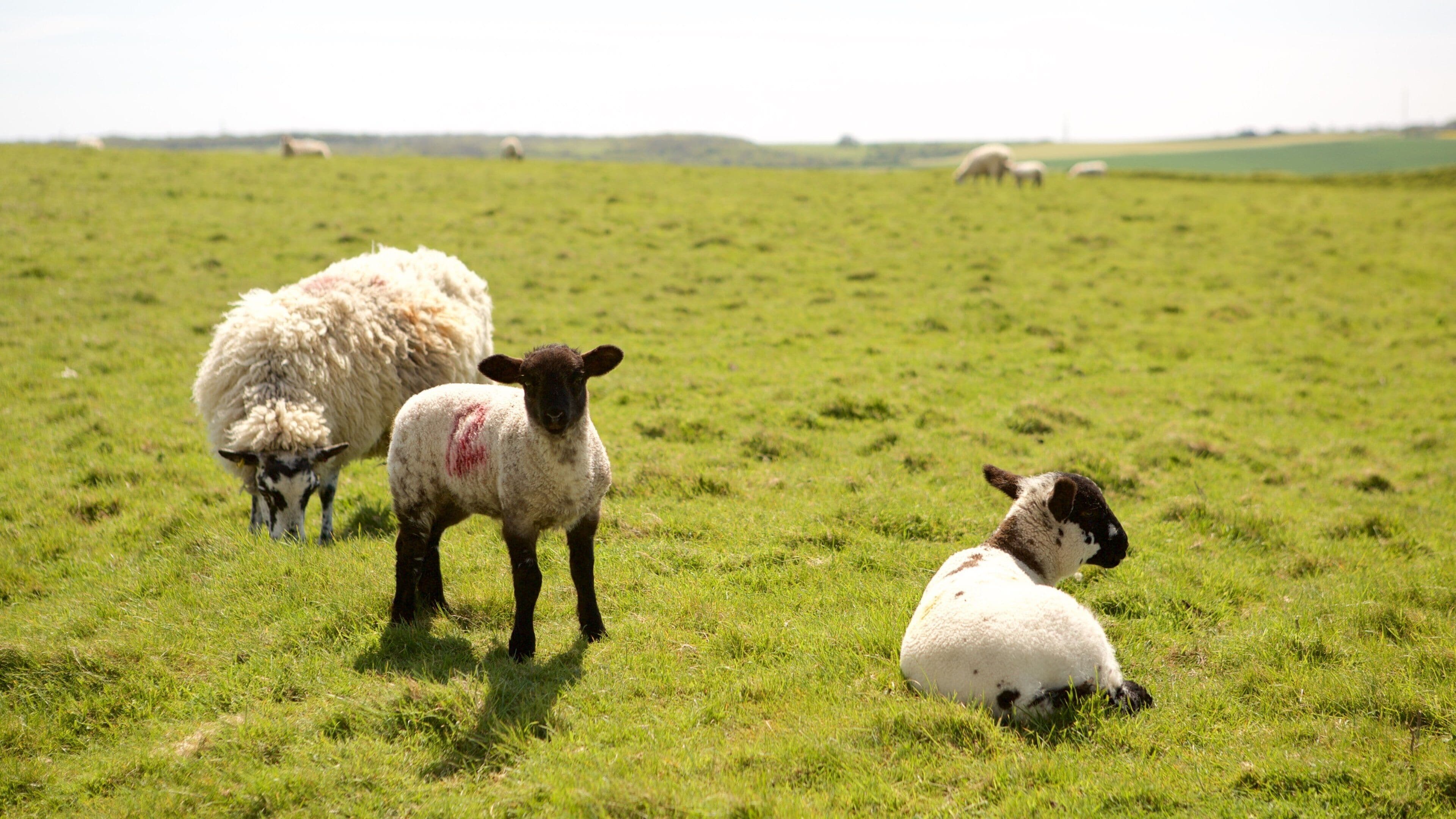 Maiden Castle fasiliteter samt koselige dyr og rolig landskap