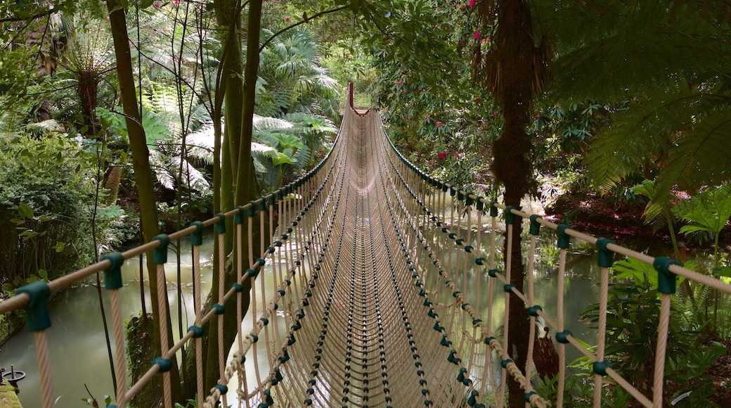 Abbotsbury Sub-Tropical Gardens ofreciendo bosques, selva y un puente colgante o una pasarela