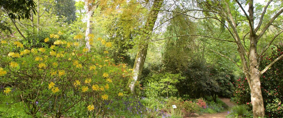 Abbotsbury Sub-Tropical Gardens featuring forests