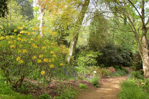 Jardins subtropicaux d\'Abbotsbury montrant scĂšnes forestiĂšres