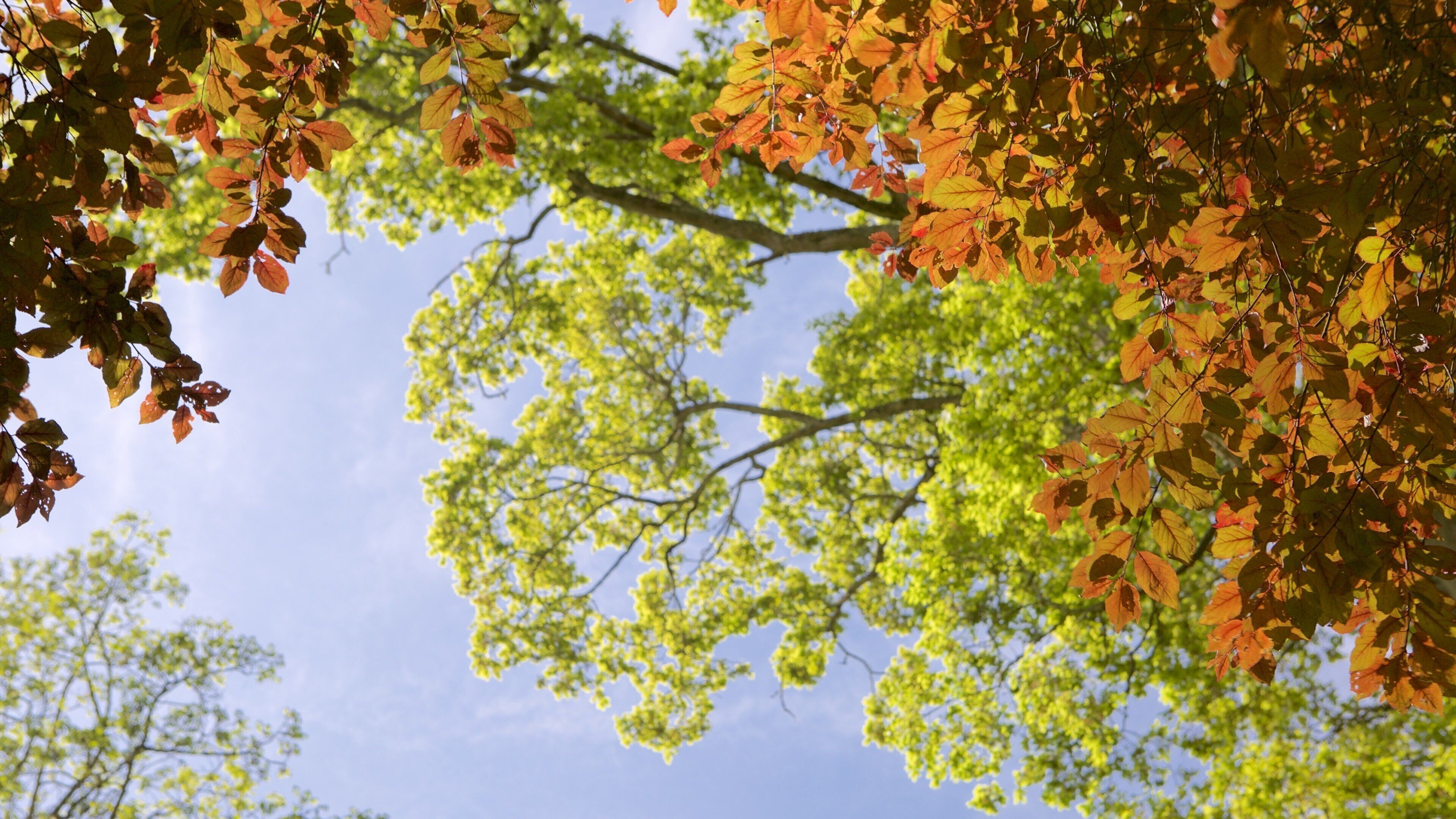 Abbotsbury Sub-Tropical Gardens