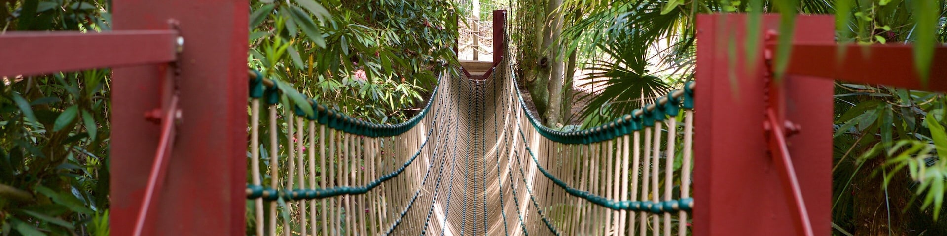 Abbotsbury Sub-Tropical Gardens showing a suspension bridge or treetop walkway and forests