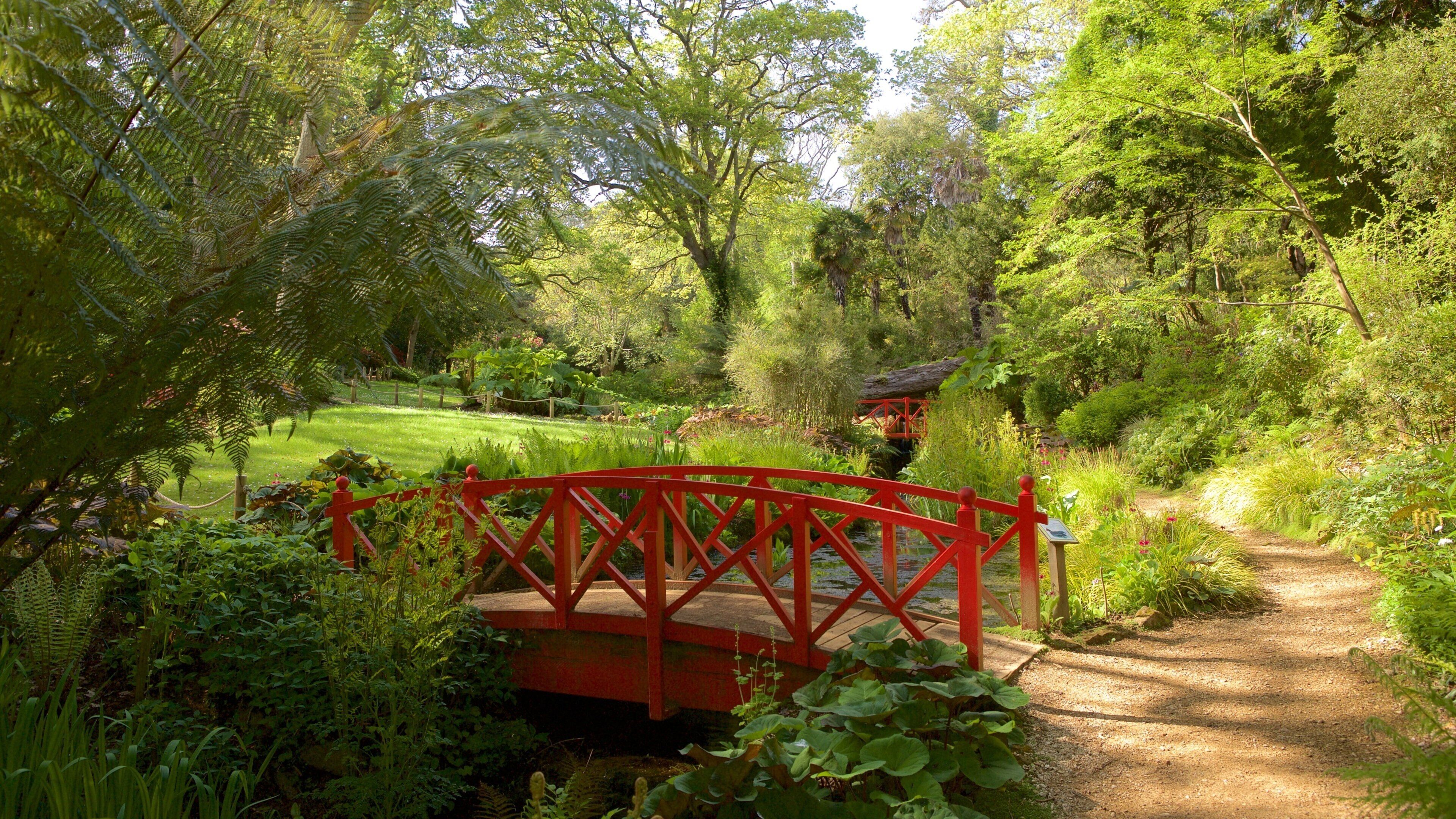 Abbotsbury Sub-Tropical Gardens caracterizando florestas, uma ponte e um rio ou córrego