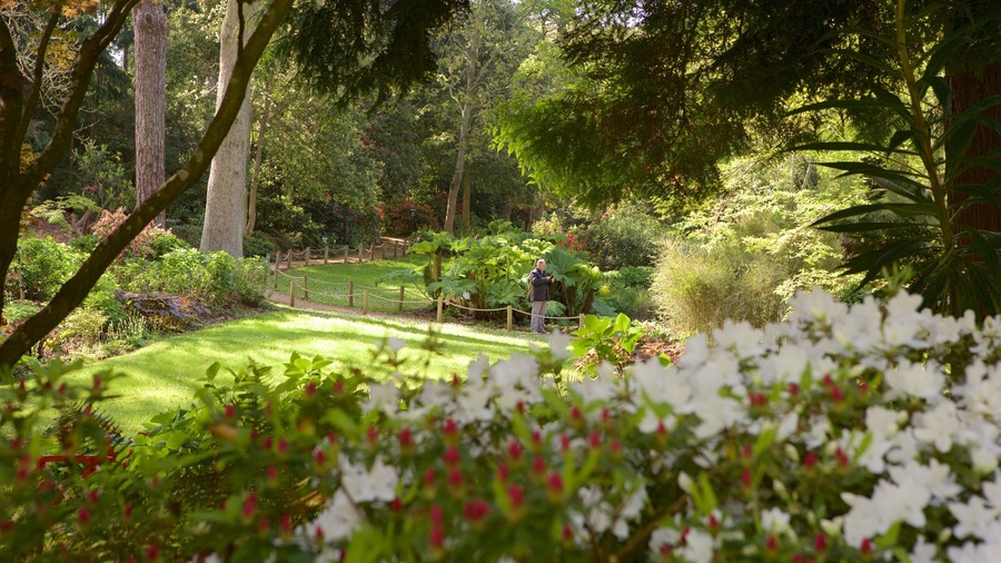 Abbotsbury Sub-Tropical Gardens which includes flowers and a park