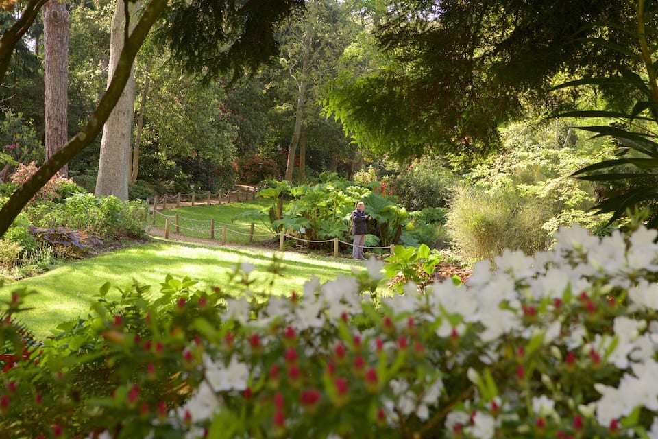 A lush garden with various plants and trees, a pathway, and a person standing by the fence.