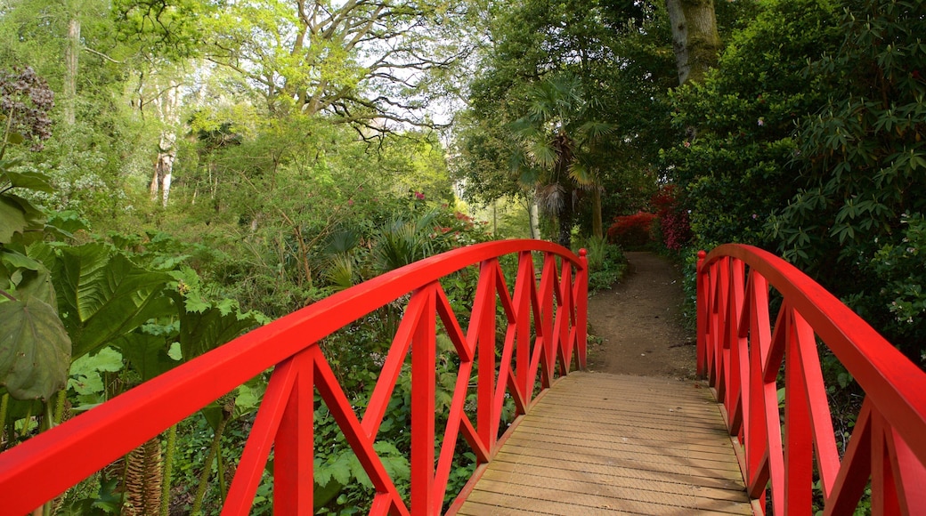 Abbotsbury Sub-Tropical Gardens which includes forests and a bridge