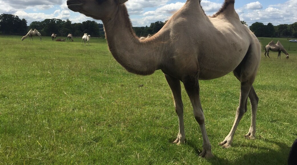 Unreal wild life experience.