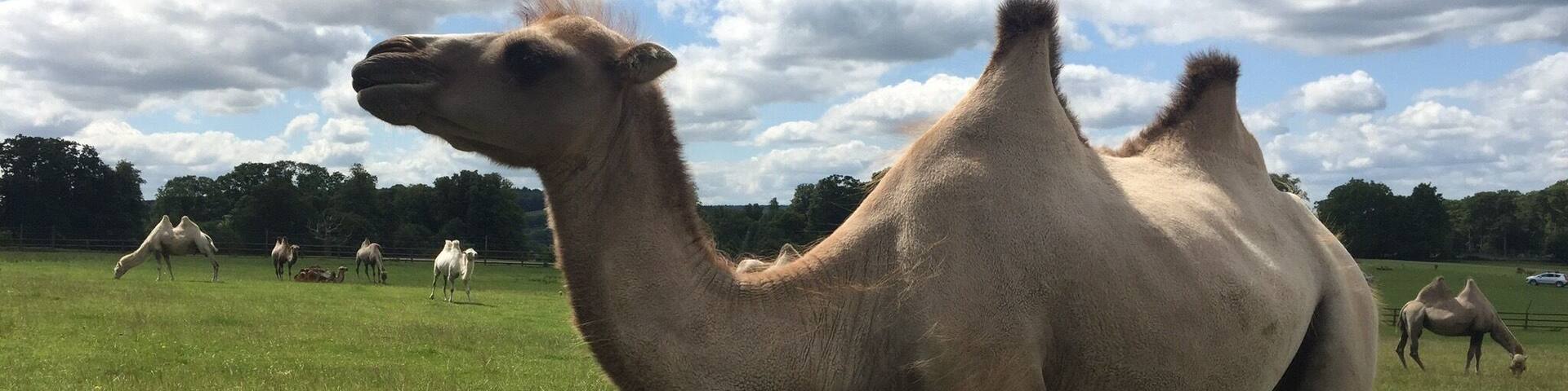 A camel in a grassy field with other camels in the background.