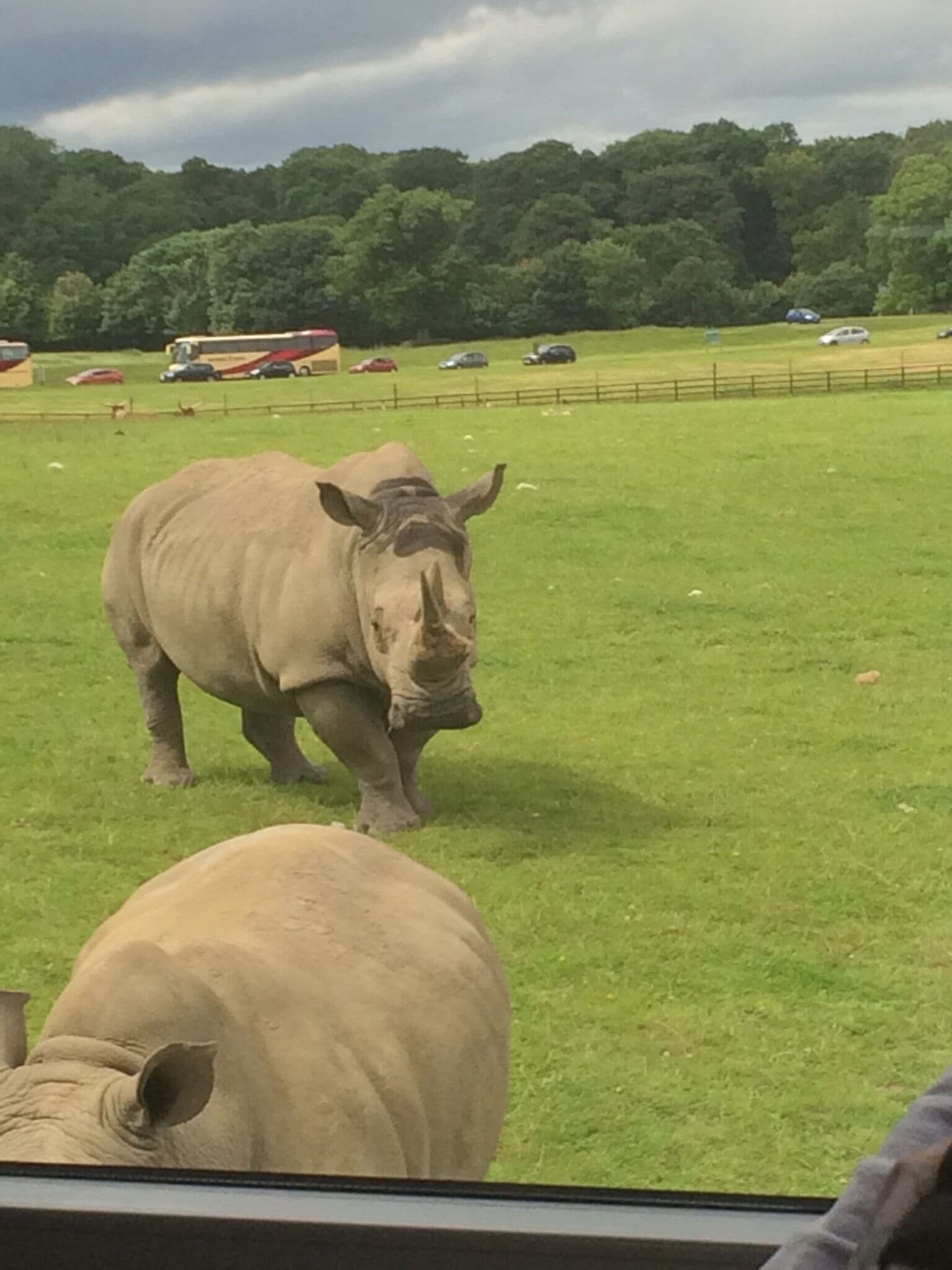 The rhinos are so calm, which I found very surprising as they can be vicious! But they were so amazing and unless you go to Africa on a safari, it's a once in a lifetime opportunity 