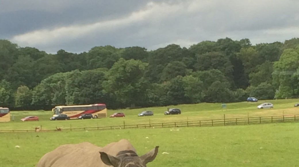 The rhinos are so calm, which I found very surprising as they can be vicious! But they were so amazing and unless you go to Africa on a safari, it's a once in a lifetime opportunity