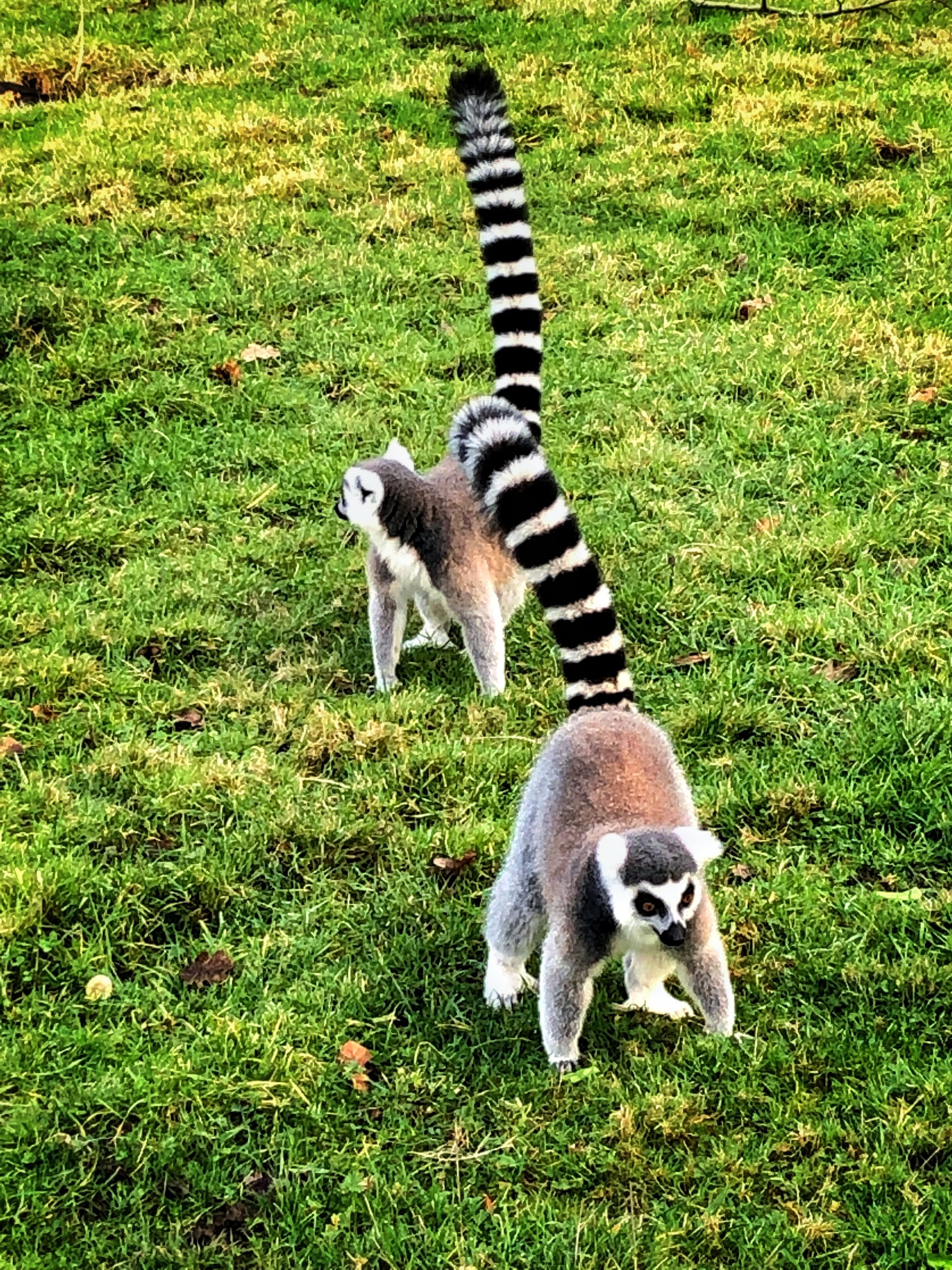 Longleat is one of the widest Safari Parks in Europe. It's very well preserved and supplying shelter to many species. #LifeAtExpedia