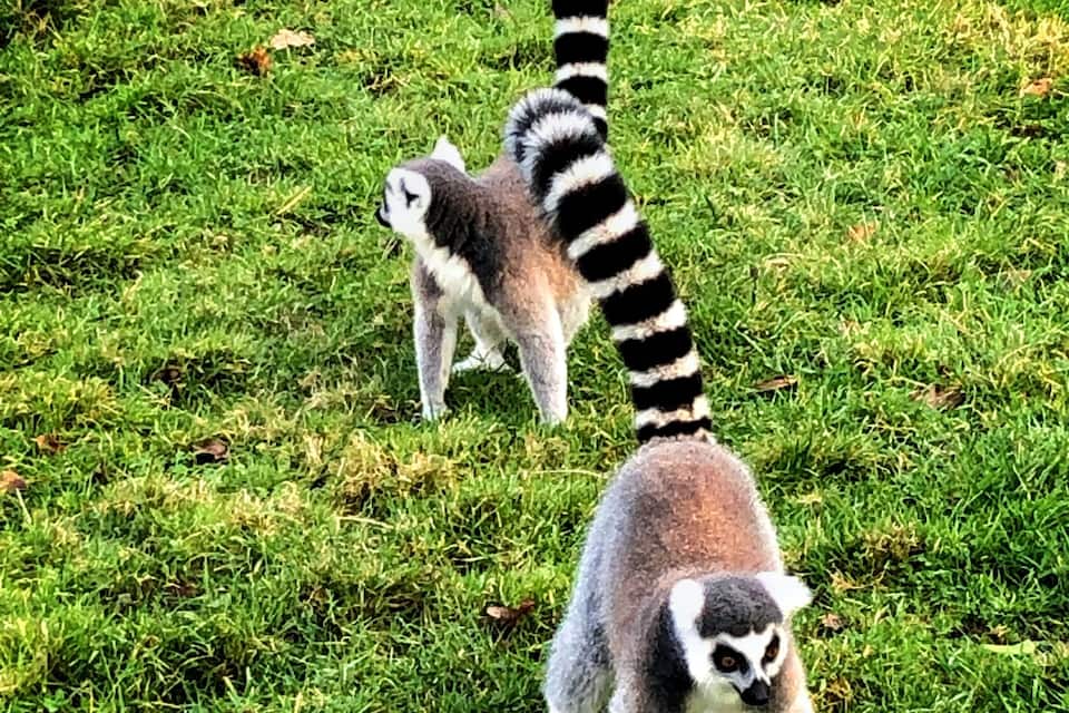 Two lemurs on a grassy field.