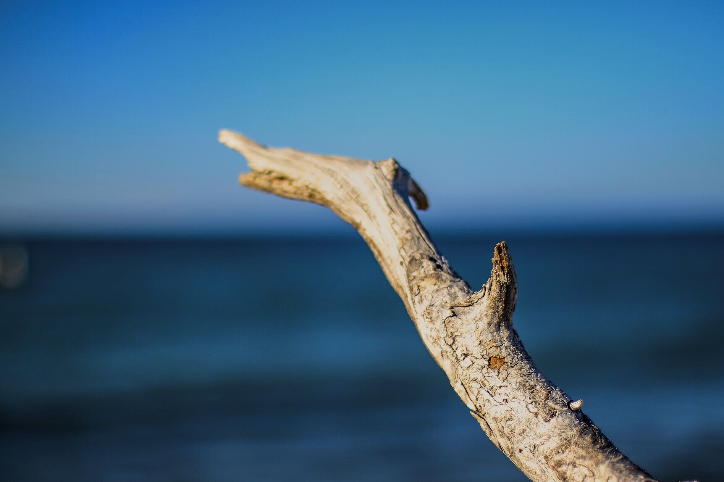 Lots of driftwood on the beach.
#BeachBound