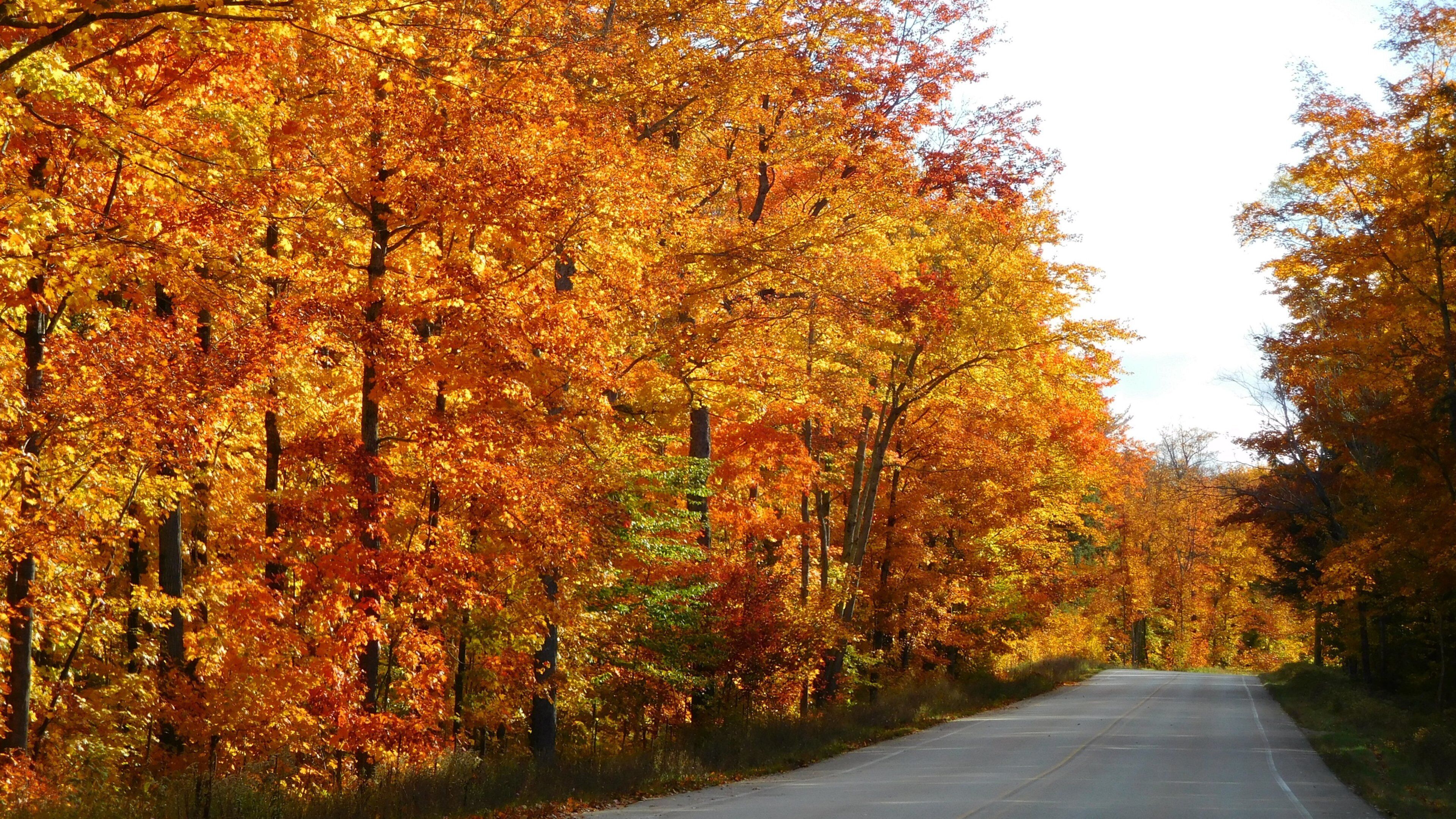 Pictured Rocks National Lakeshore featuring forest scenes and fall colors