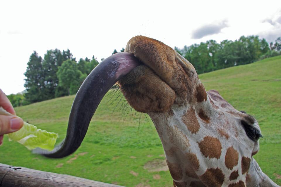Une girafe au long cou qui tend le cou pour atteindre sa nourriture.