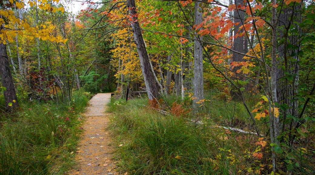 Hartwick Pines State Park