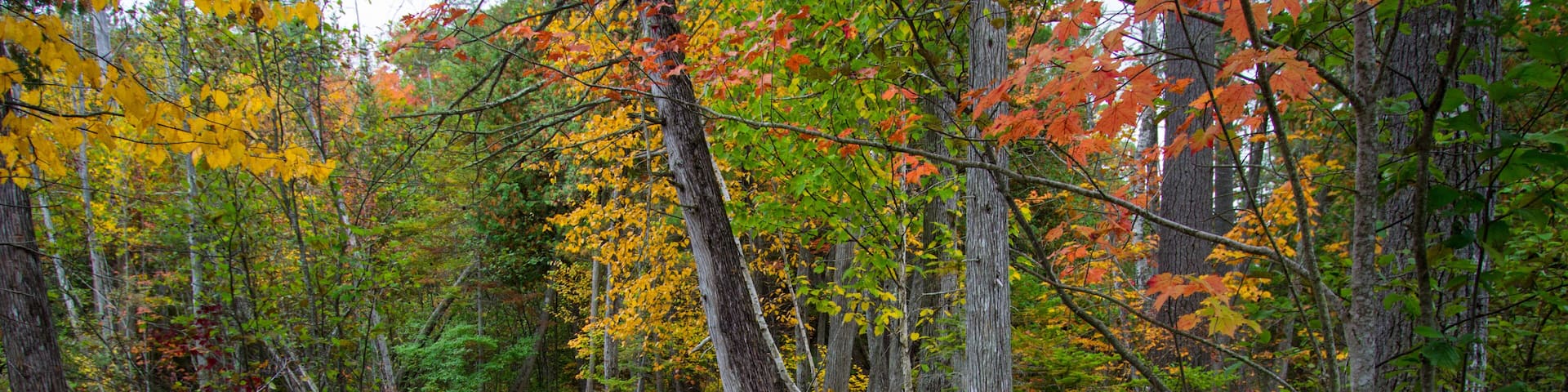 Michigan Autumn Hike. Vibrant fall colors along a hiking trail through the hardwood forest of Hartwick Pines State Park in Grayling, Michigan.