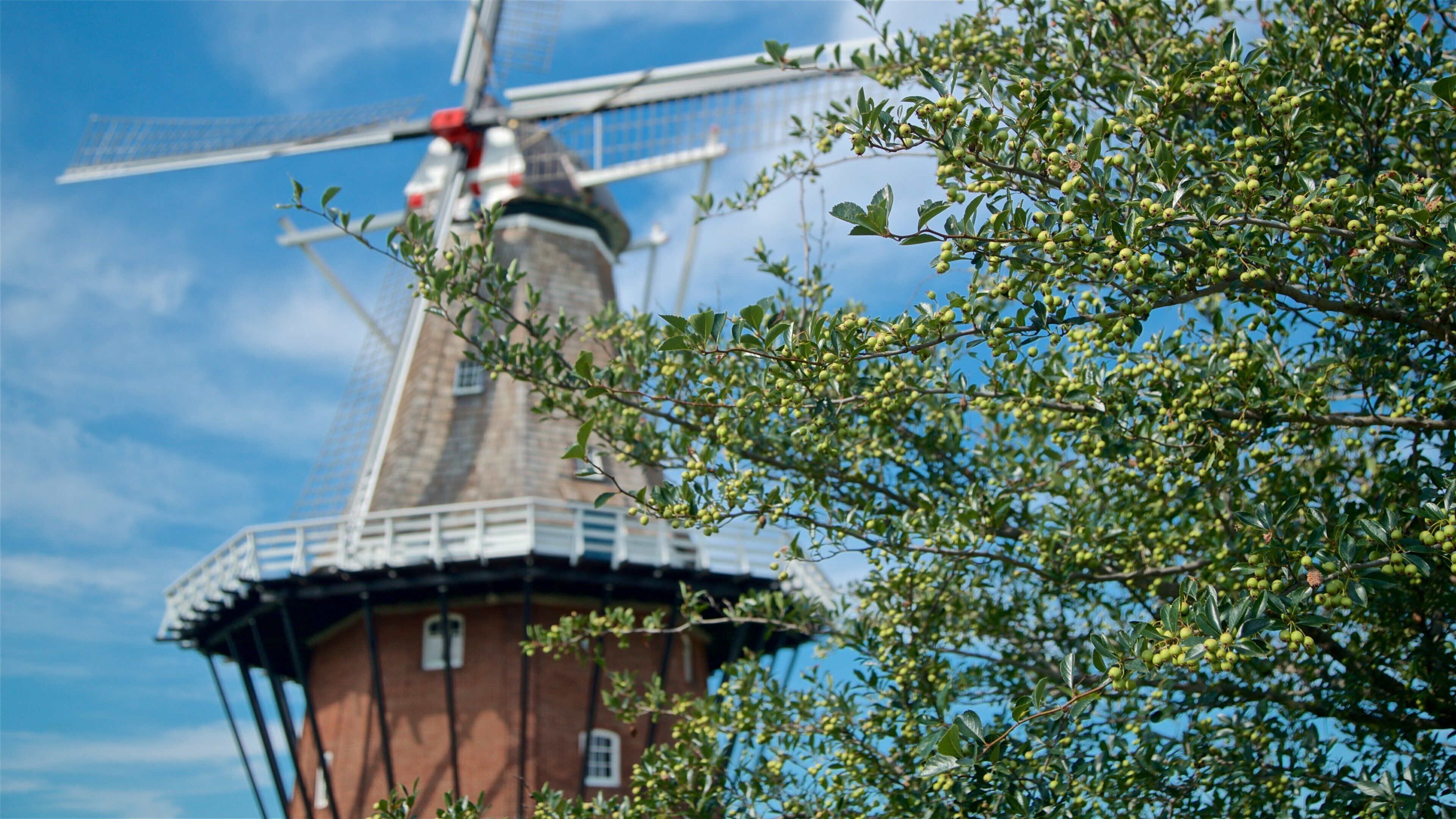 Windmill Island montrant moulin à vent