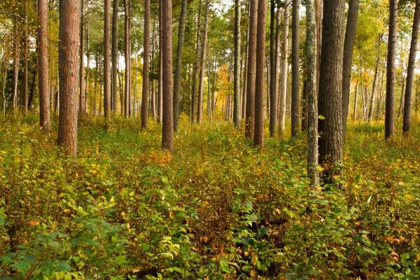 Caption---- Deep woods, Chippewa National forest, Minnesota