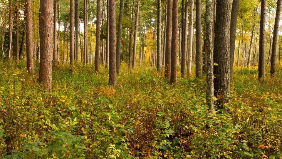 Caption---- Deep woods, Chippewa National forest, Minnesota