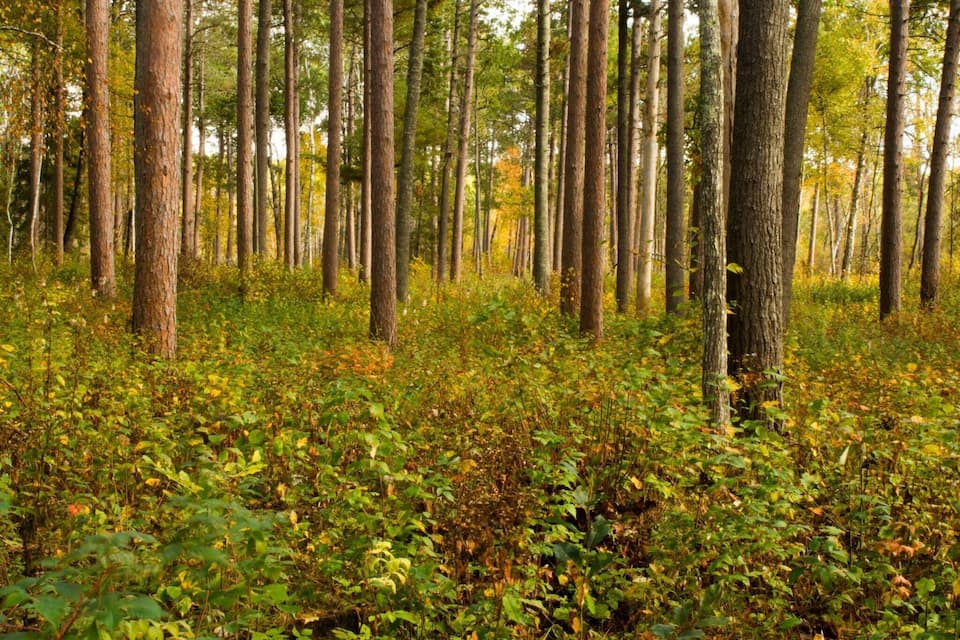 A dense forest with tall trees and underbrush.